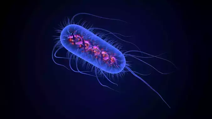 Escherichia Coli Bacteria with internal body parts  3D model