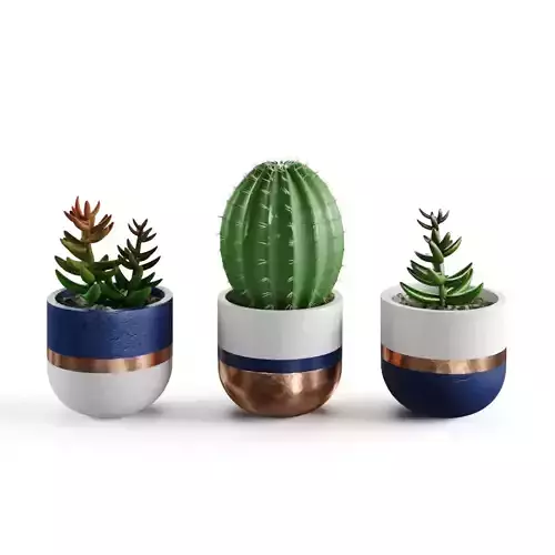 Succulent collection 02 cactus plant