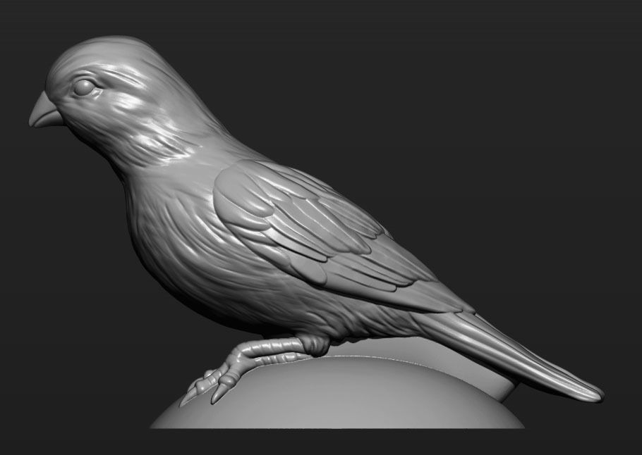 Canary bird perched 3D print model_8