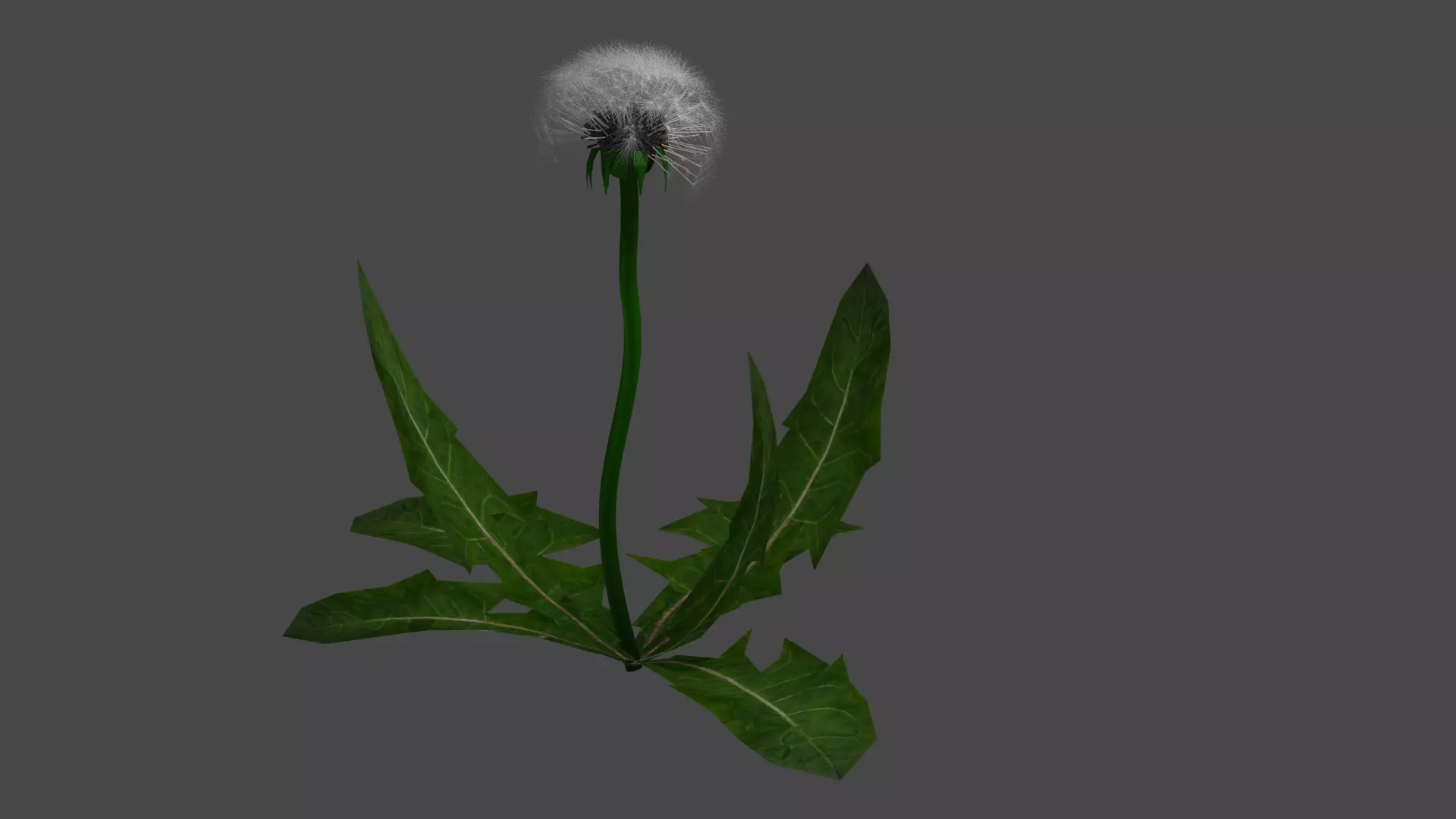 dandelion Free 3D model