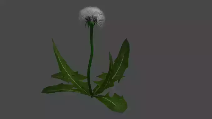 dandelion