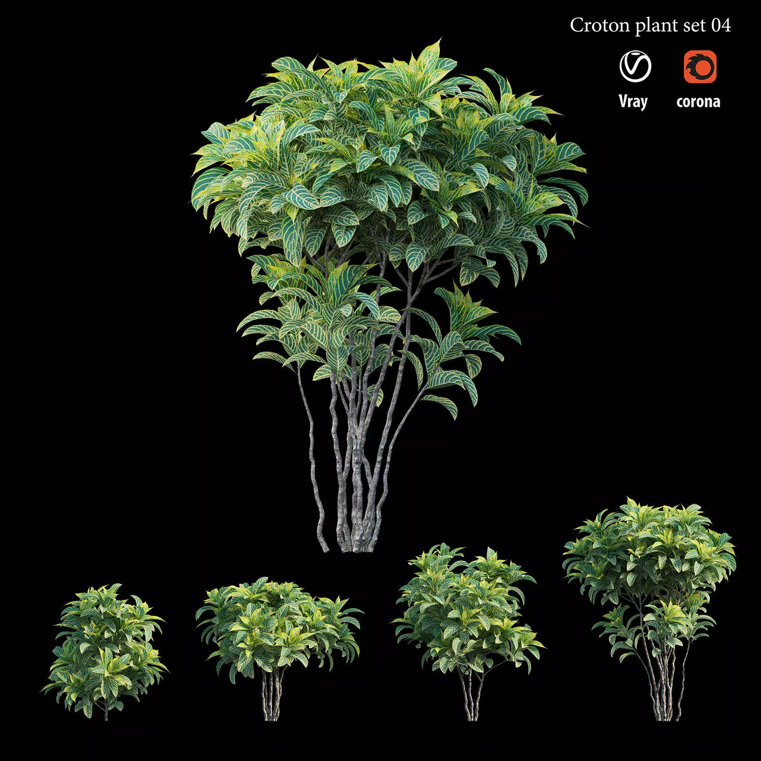 Croton plant set 04 3D model_0