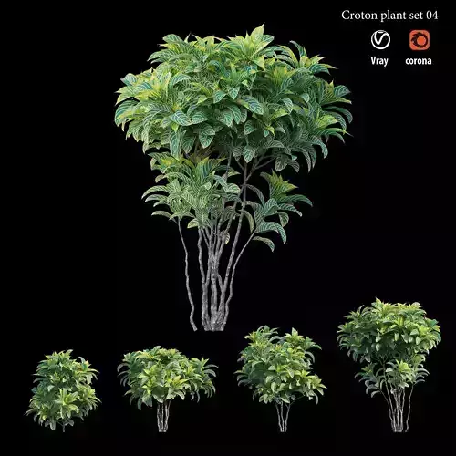 Croton plant set 04 3D model