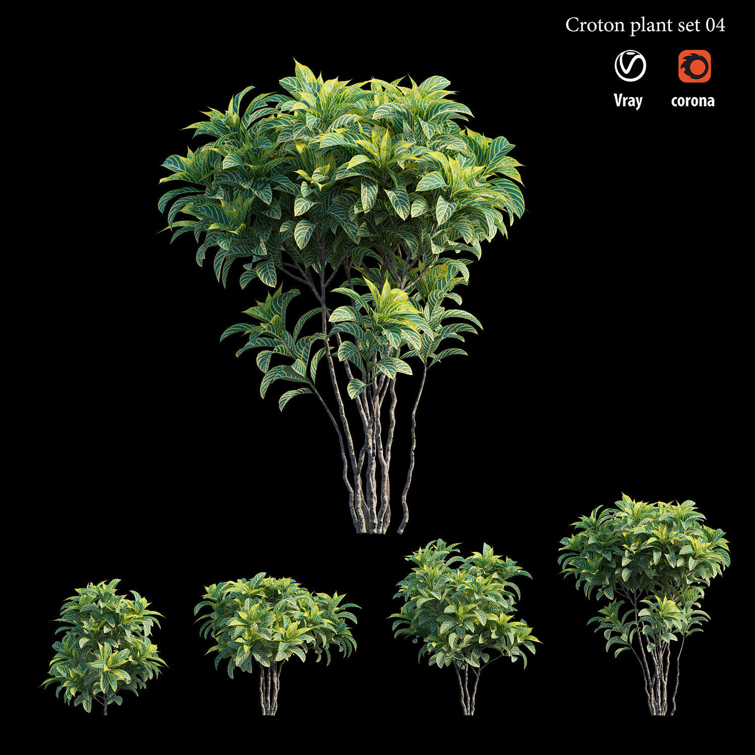 Croton plant set 04 3D model_2