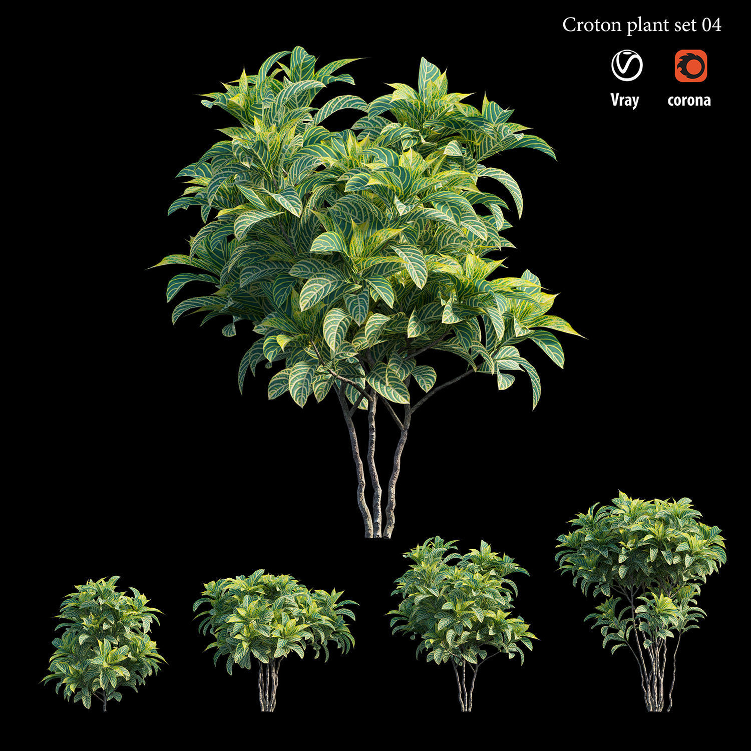 Croton plant set 04 3D model_3