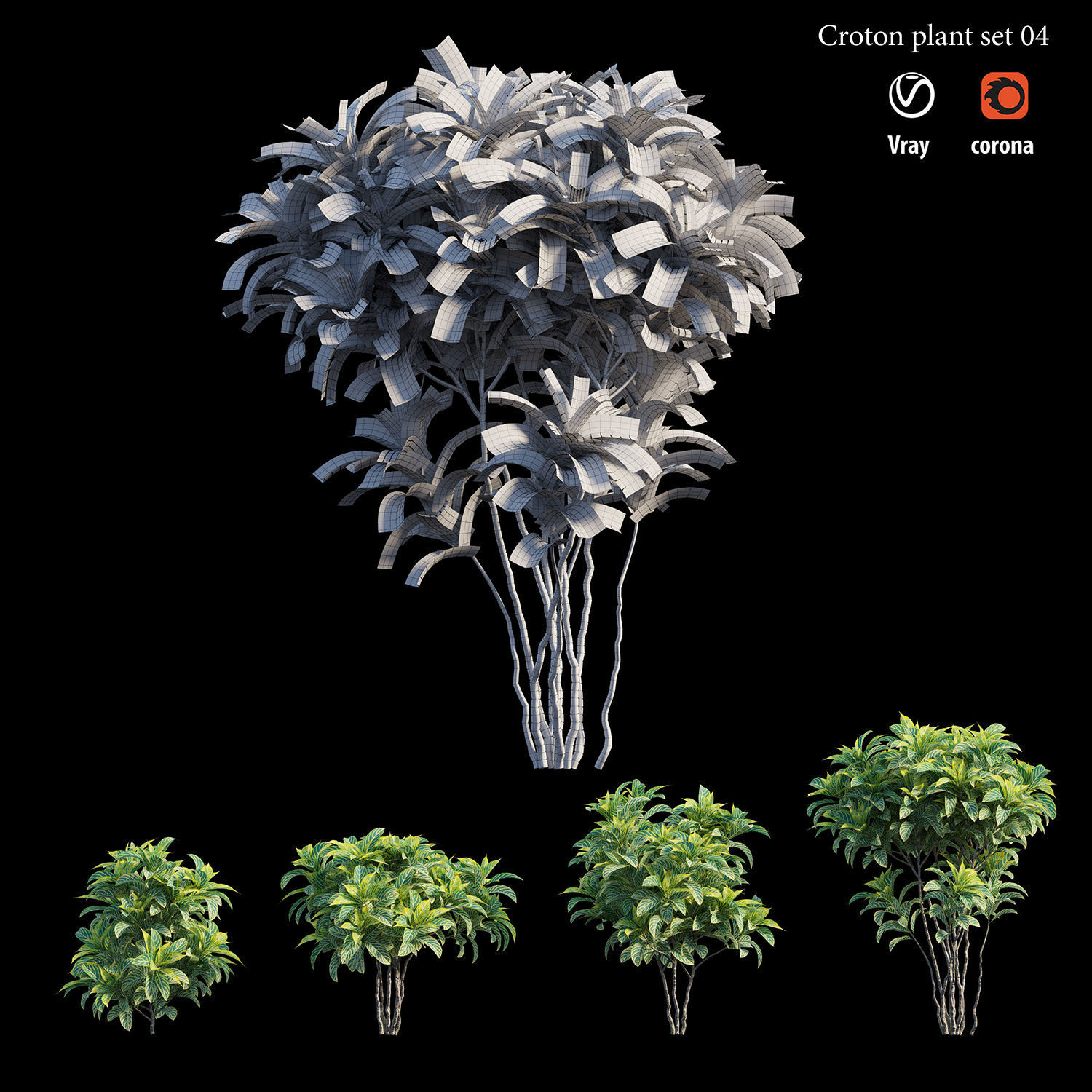 Croton plant set 04 3D model_5