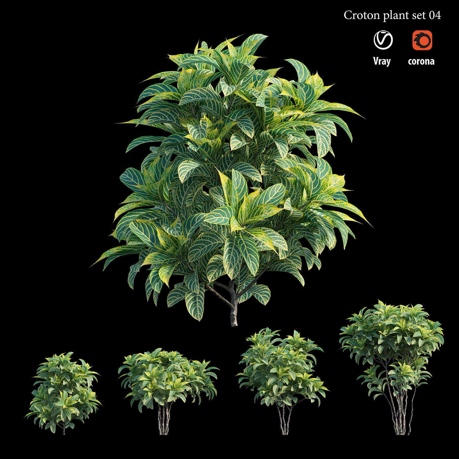 Croton plant set 04 3D model_4