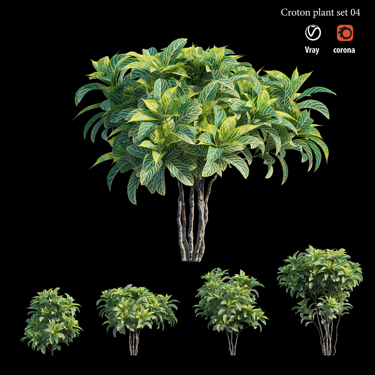 Croton plant set 04 3D model_1
