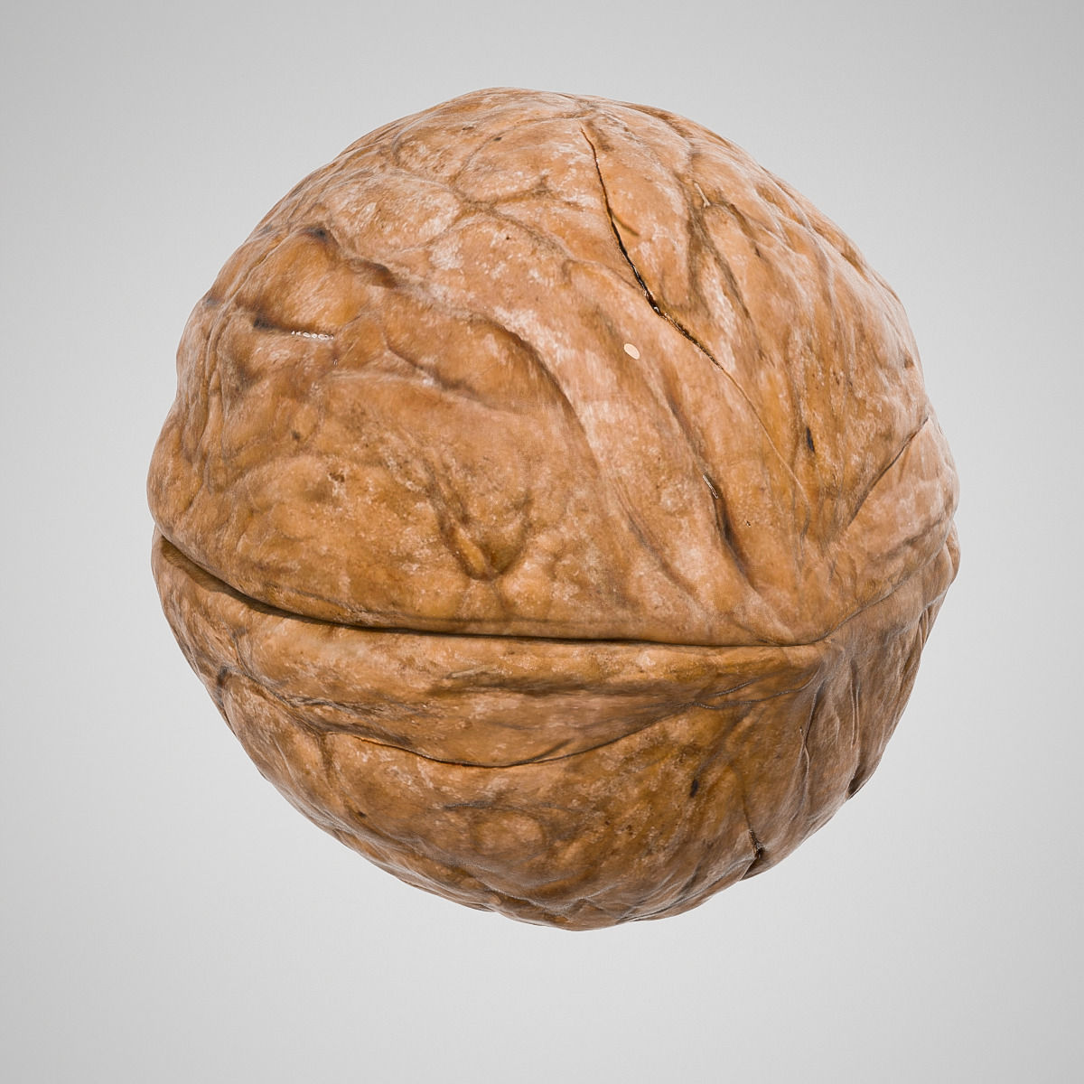 Walnut 3D model_1