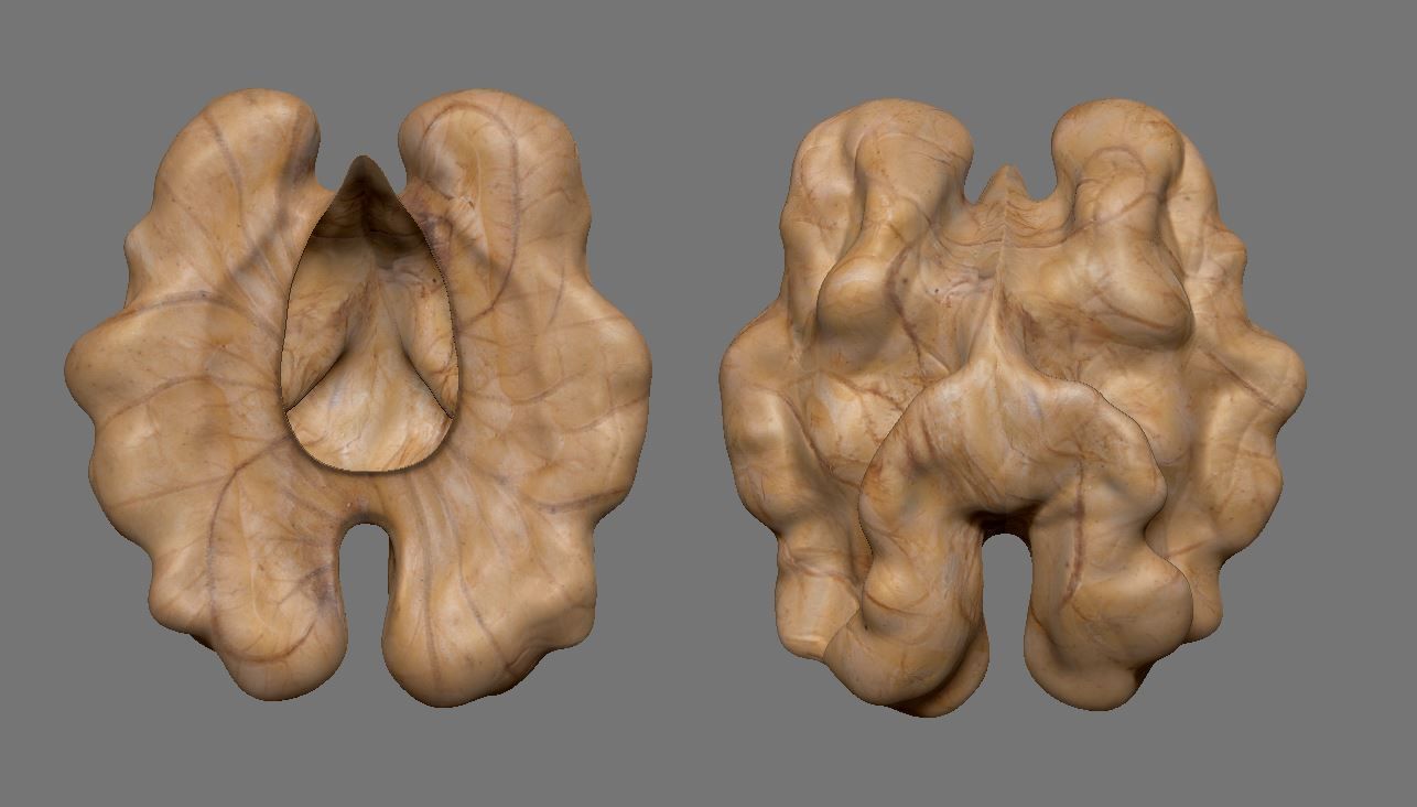 Walnut 3D model_3