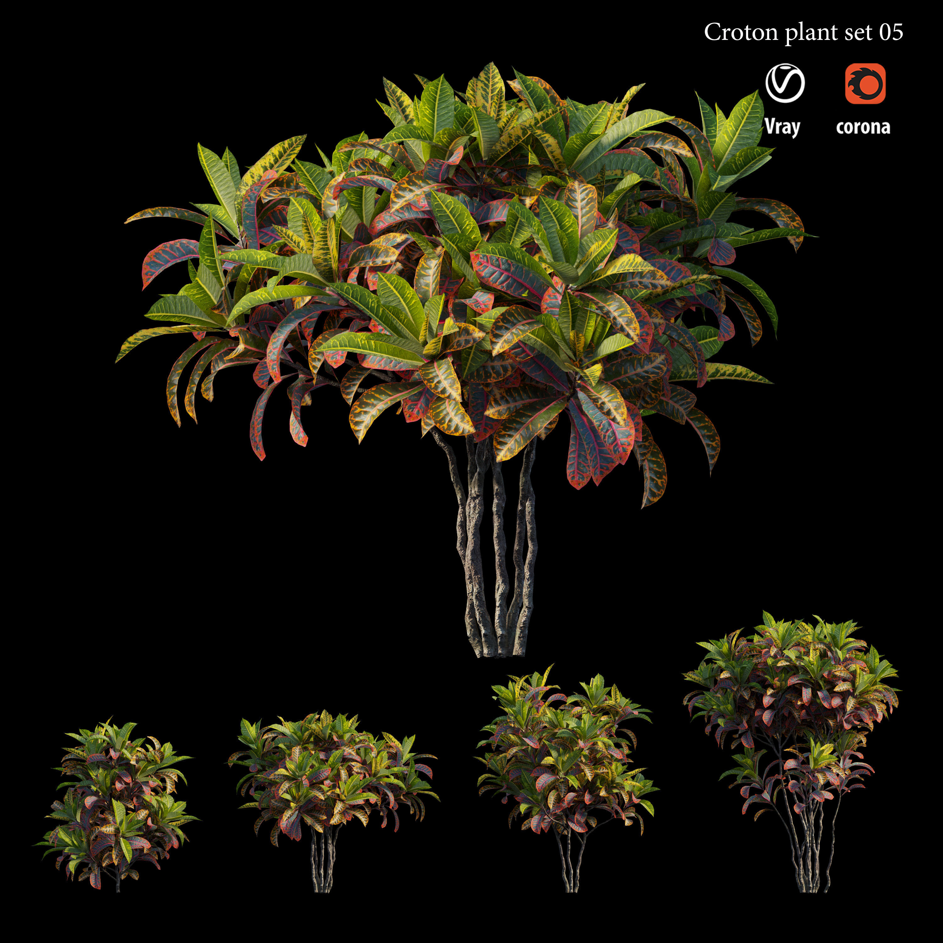 Croton plant set 05 3D model_2