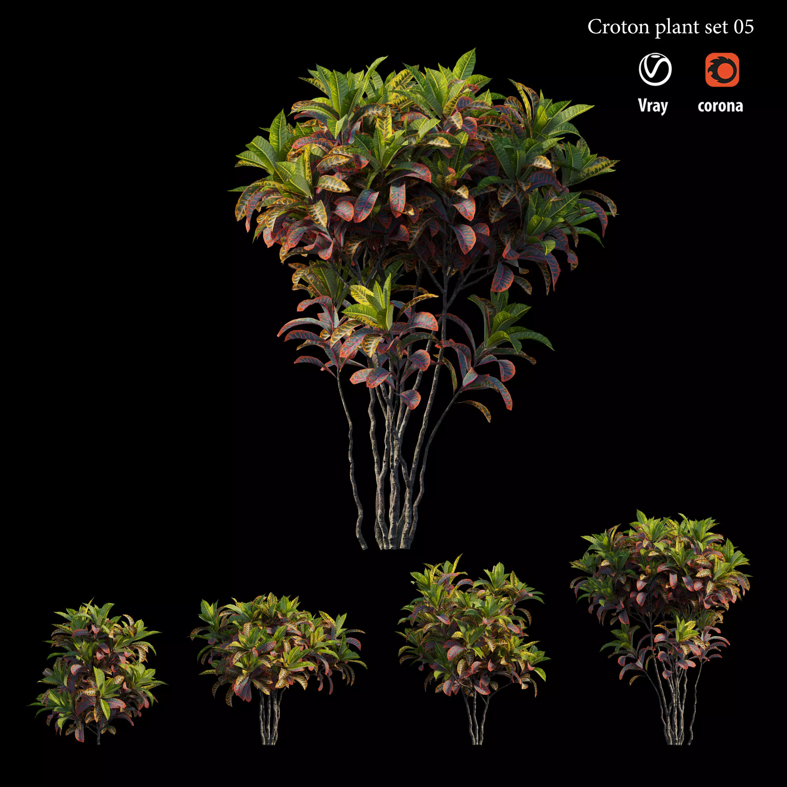 Croton plant set 05 3D model_0