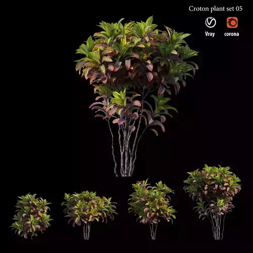 Croton plant set 05 3D model