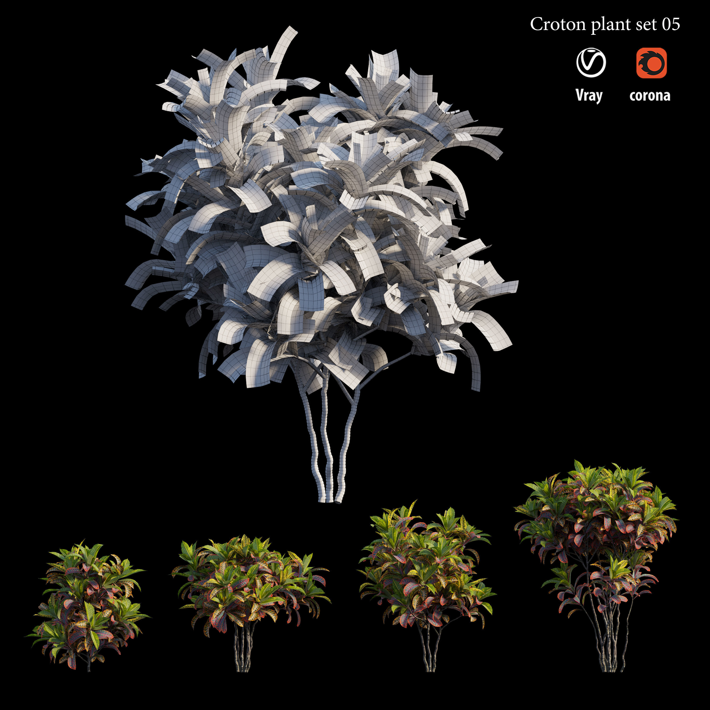 Croton plant set 05 3D model_4