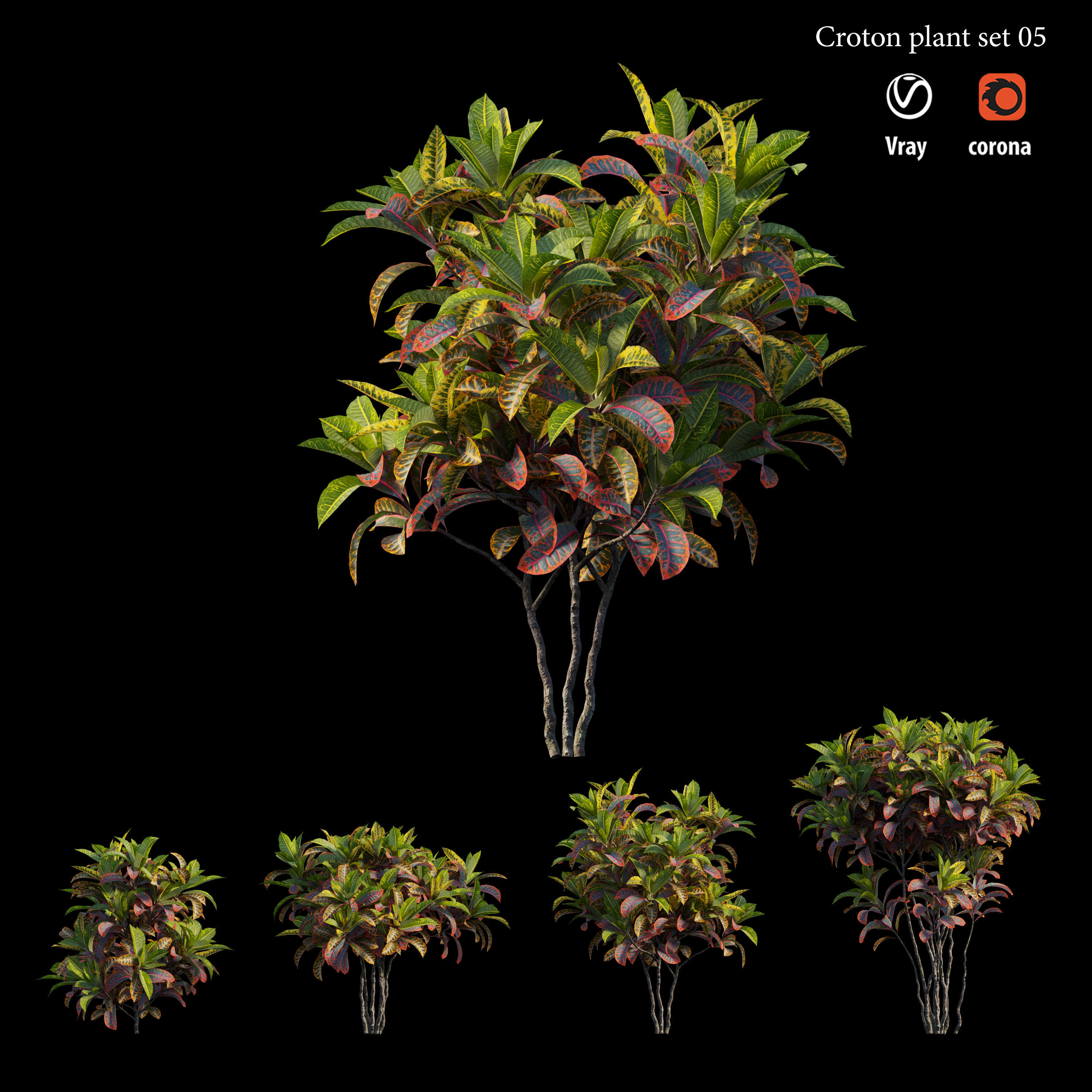 Croton plant set 05 3D model_1