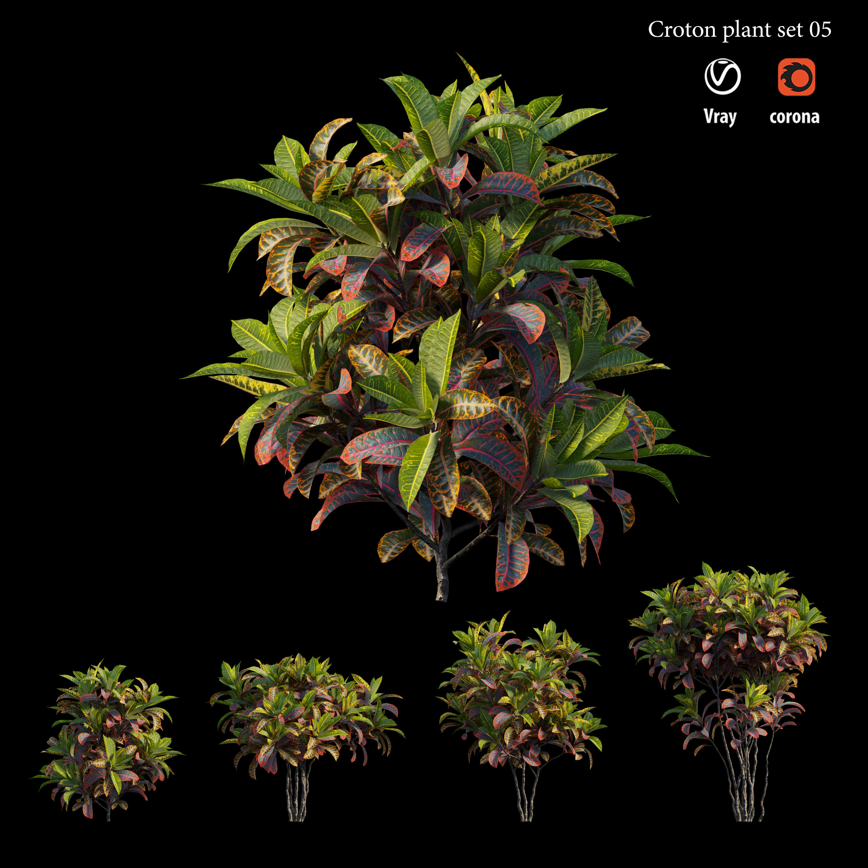 Croton plant set 05 3D model_3