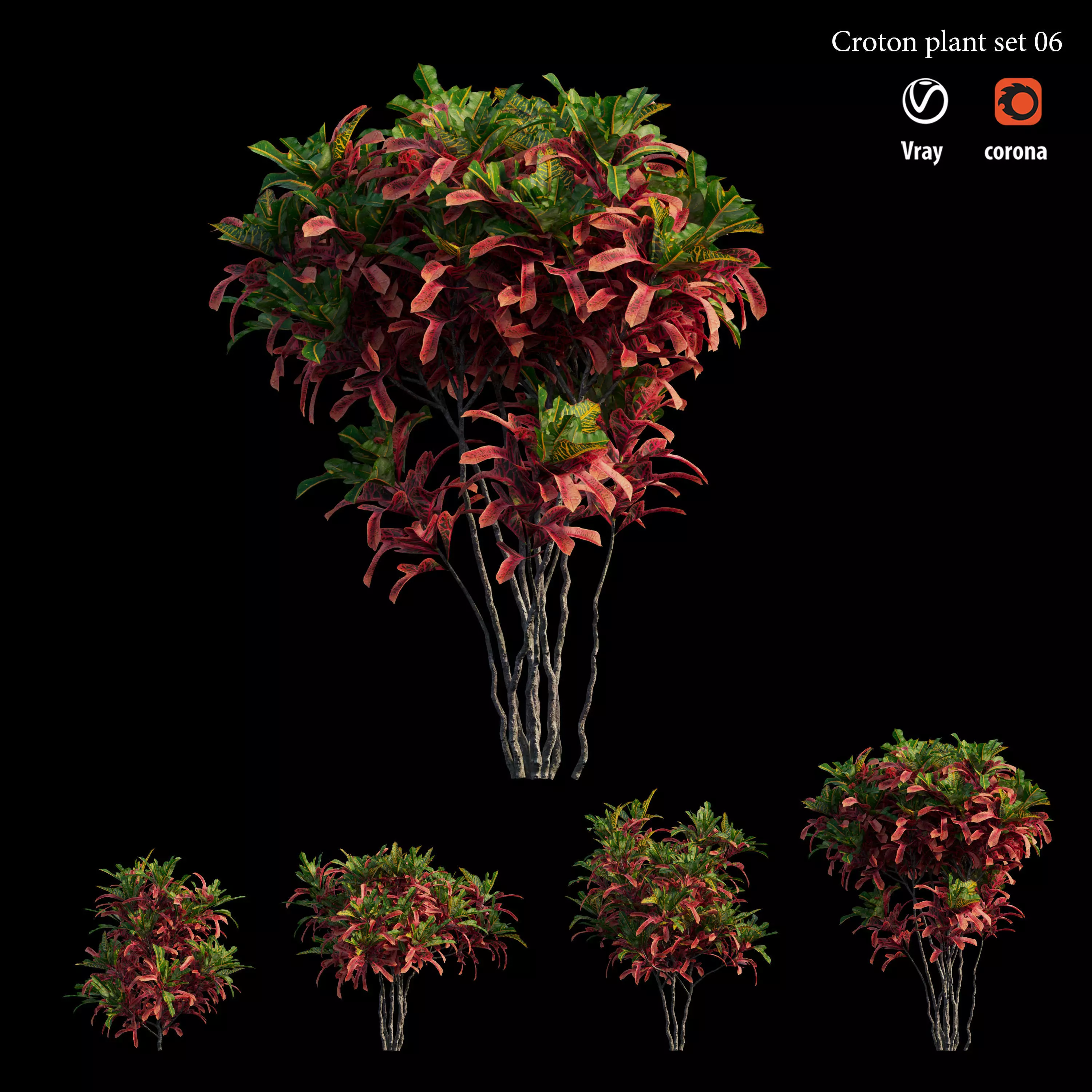 Croton plant set 06 3D model_0
