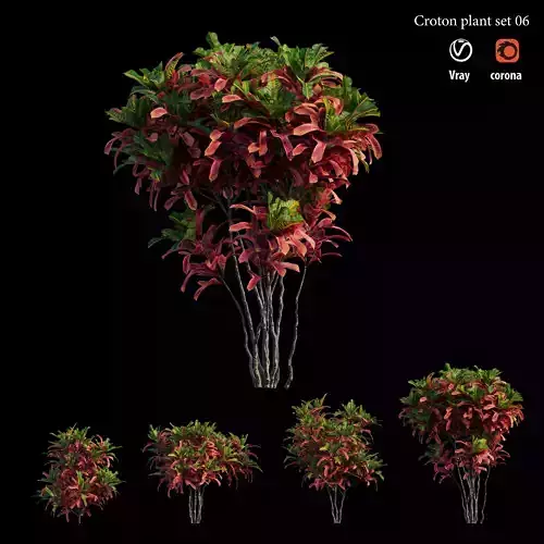 Croton plant set 06 3D model