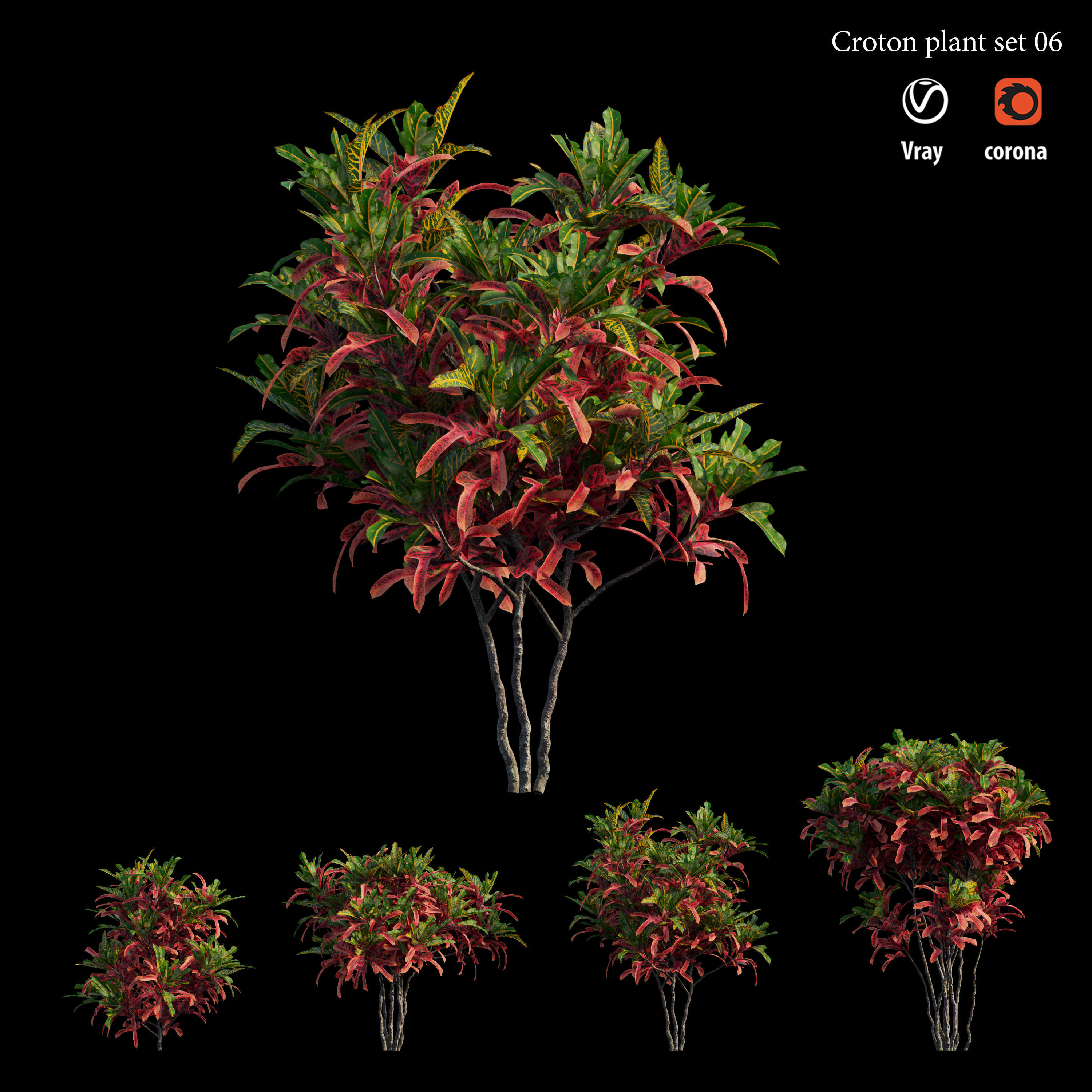 Croton plant set 06 3D model_1