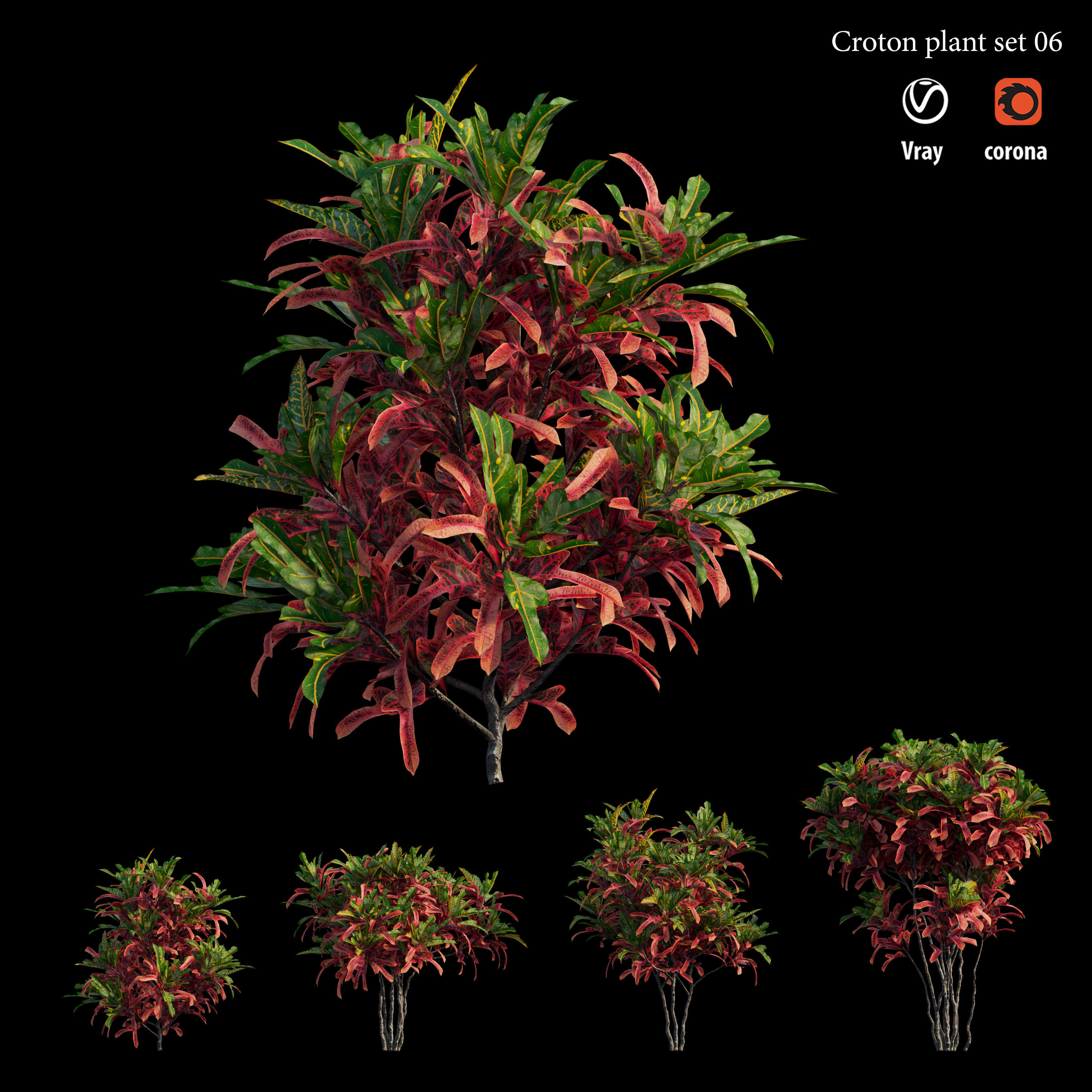 Croton plant set 06 3D model_3
