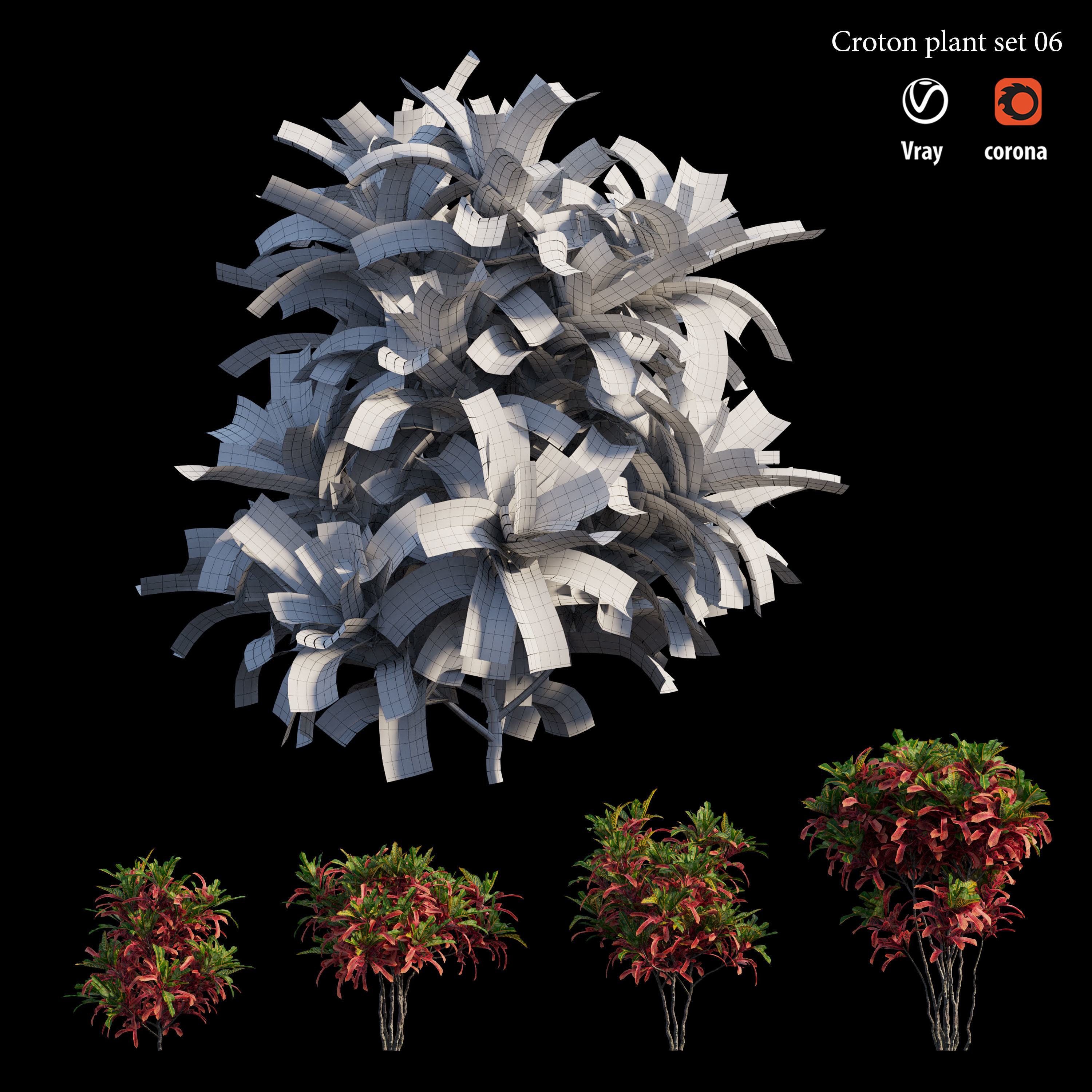 Croton plant set 06 3D model_4