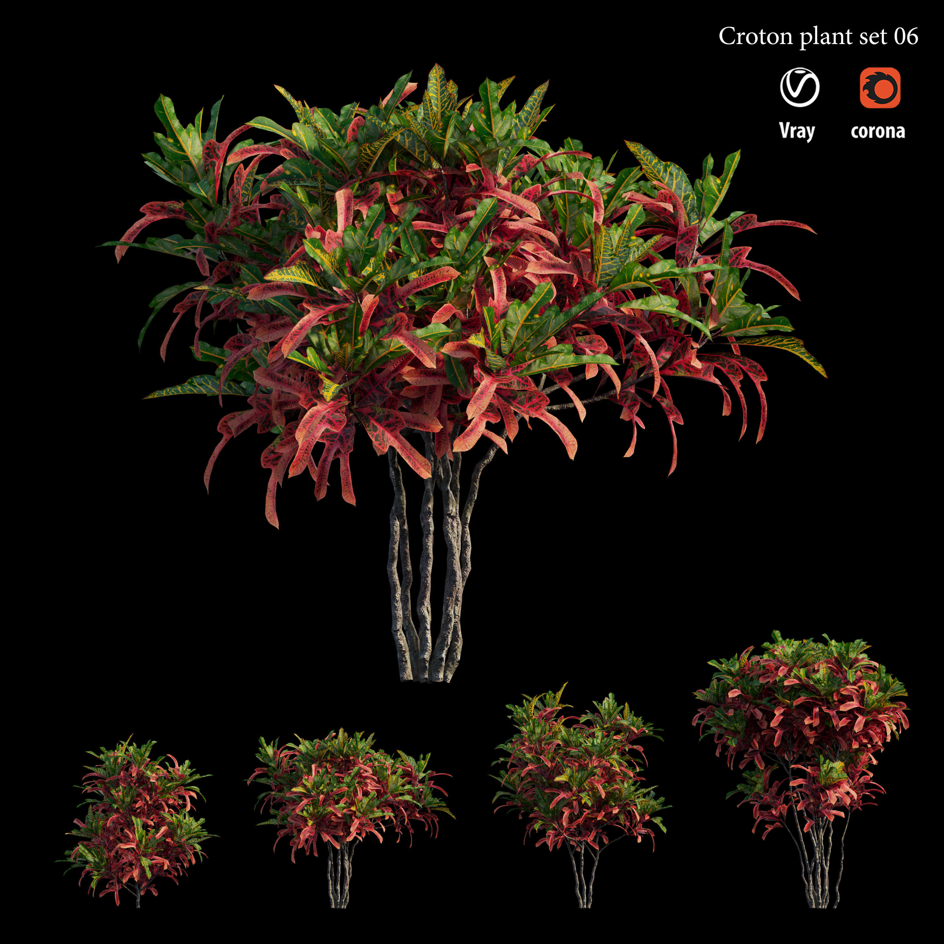 Croton plant set 06 3D model_2