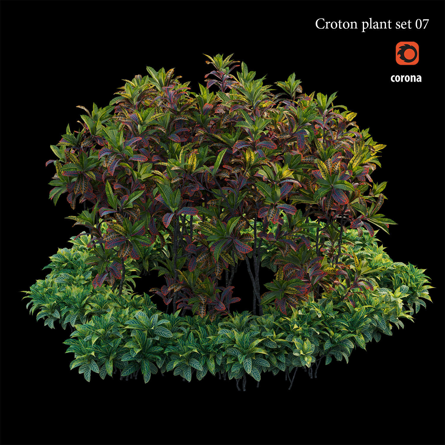 Croton plant set 07 3D model_3