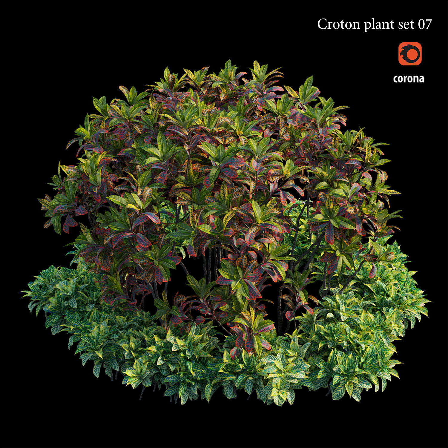 Croton plant set 07 3D model_1