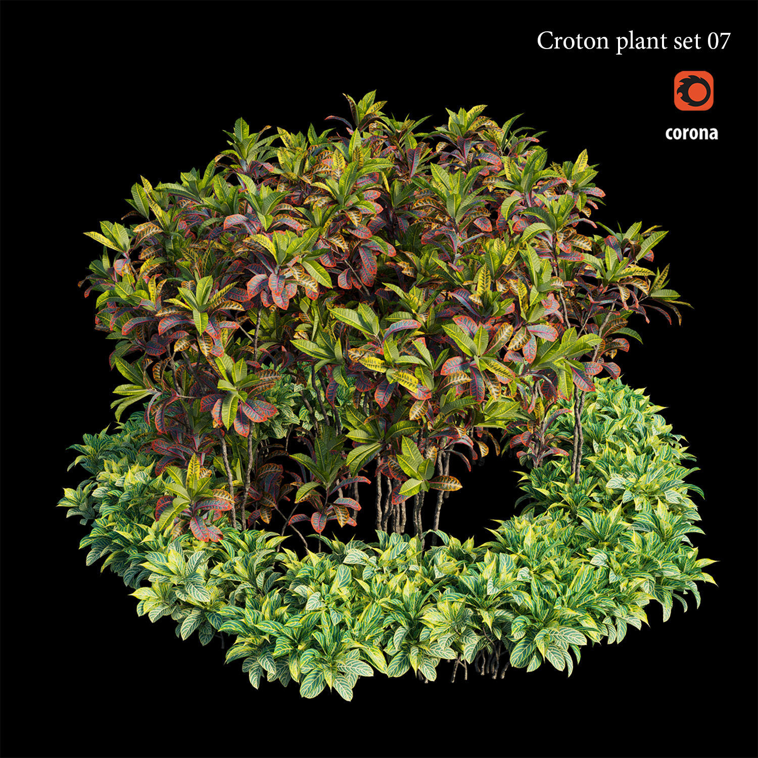 Croton plant set 07 3D model_4