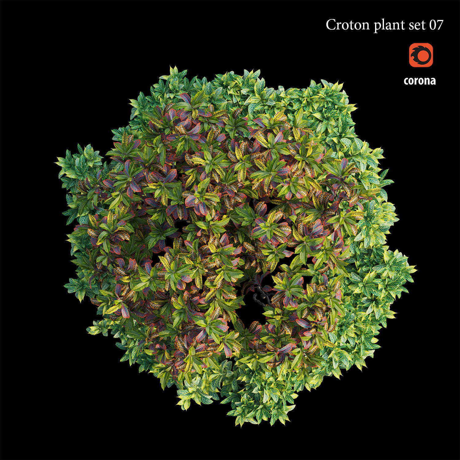 Croton plant set 07 3D model_2
