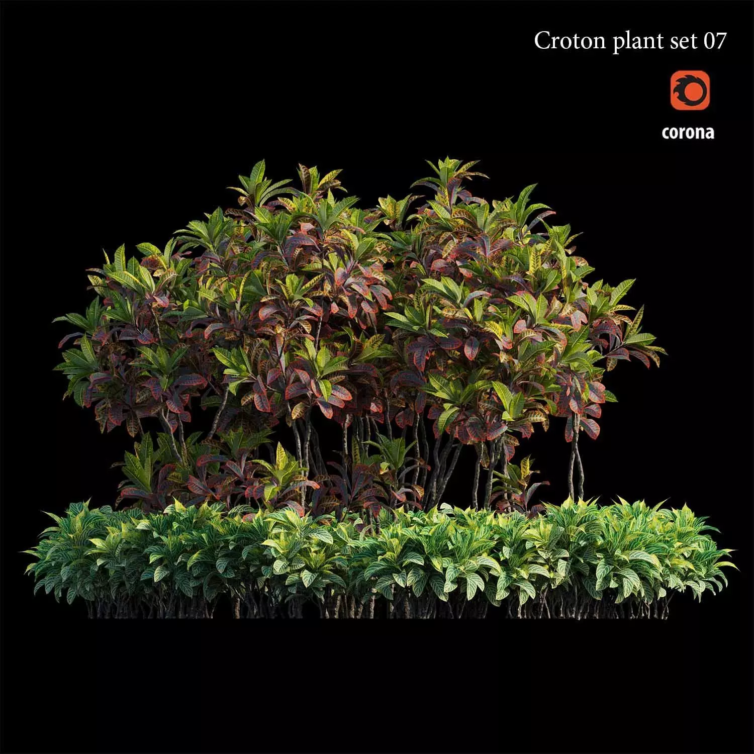 Croton plant set 07 3D model_0