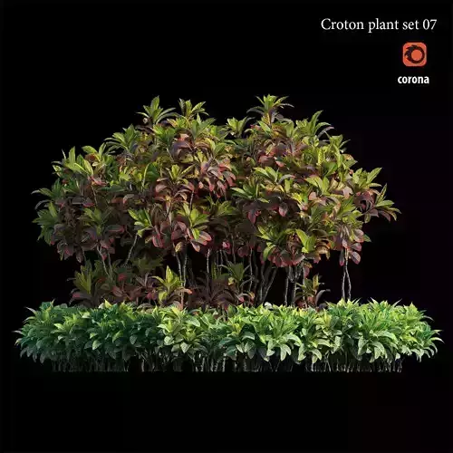 Croton plant set 07 3D model