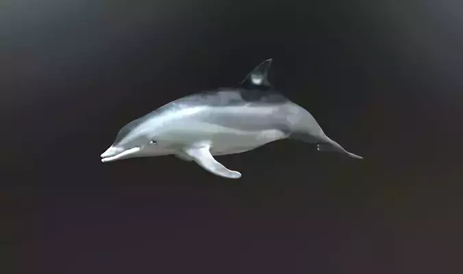 dolphin lowpoly