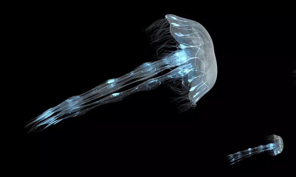 Procedural Jellyfish Animated 3D model 3D model_0
