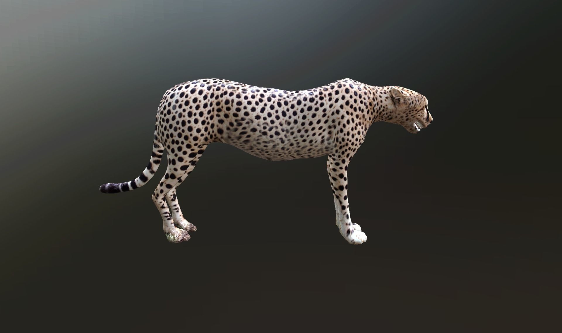 cheetah lowpoly Low-poly 3D model_1