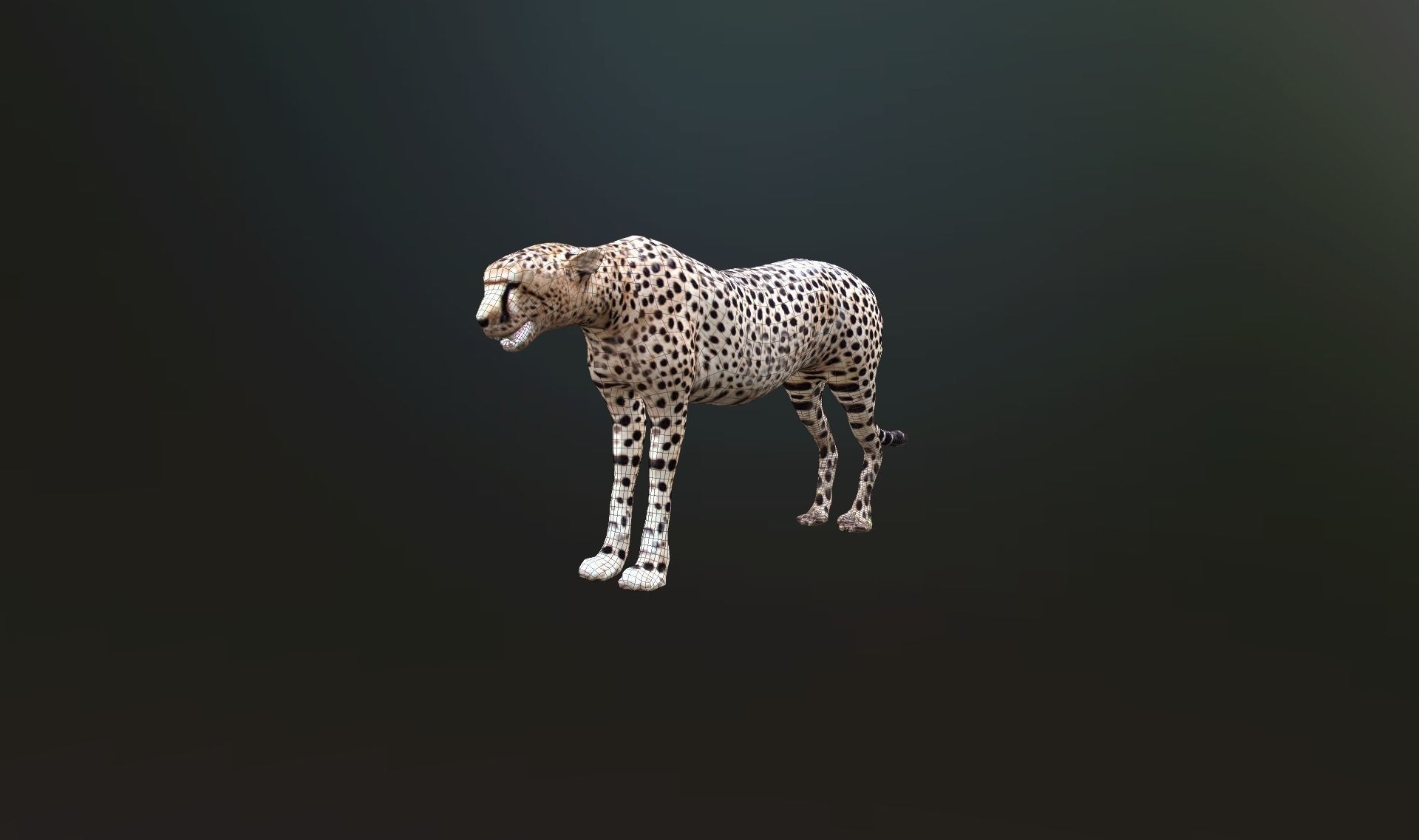 cheetah lowpoly Low-poly 3D model_17