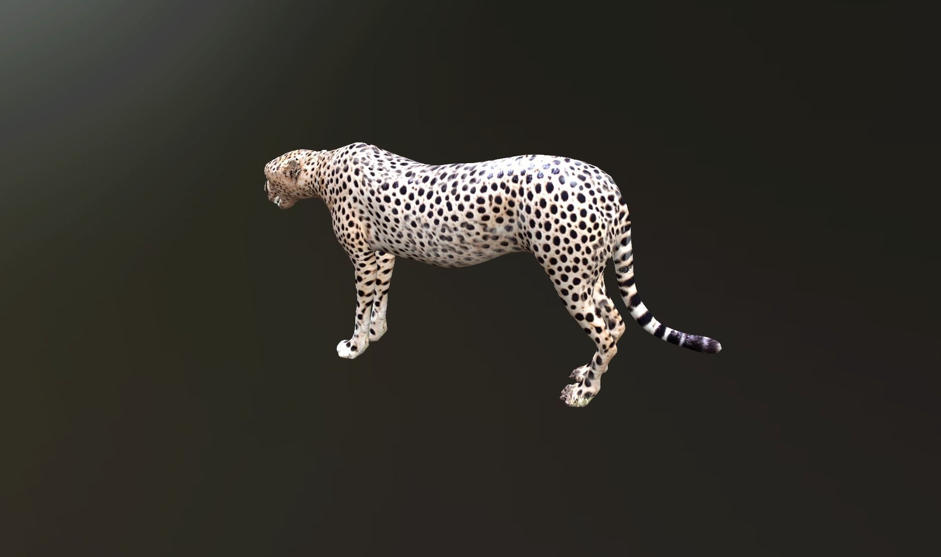 cheetah lowpoly Low-poly 3D model_11