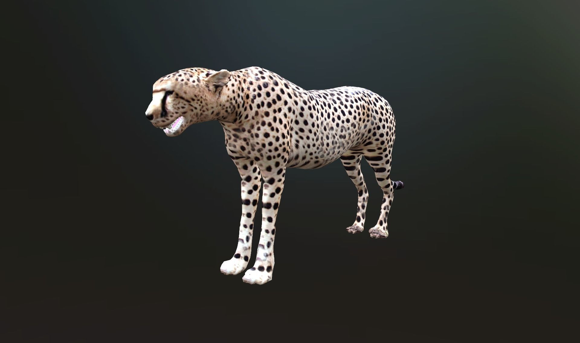 cheetah lowpoly Low-poly 3D model_18