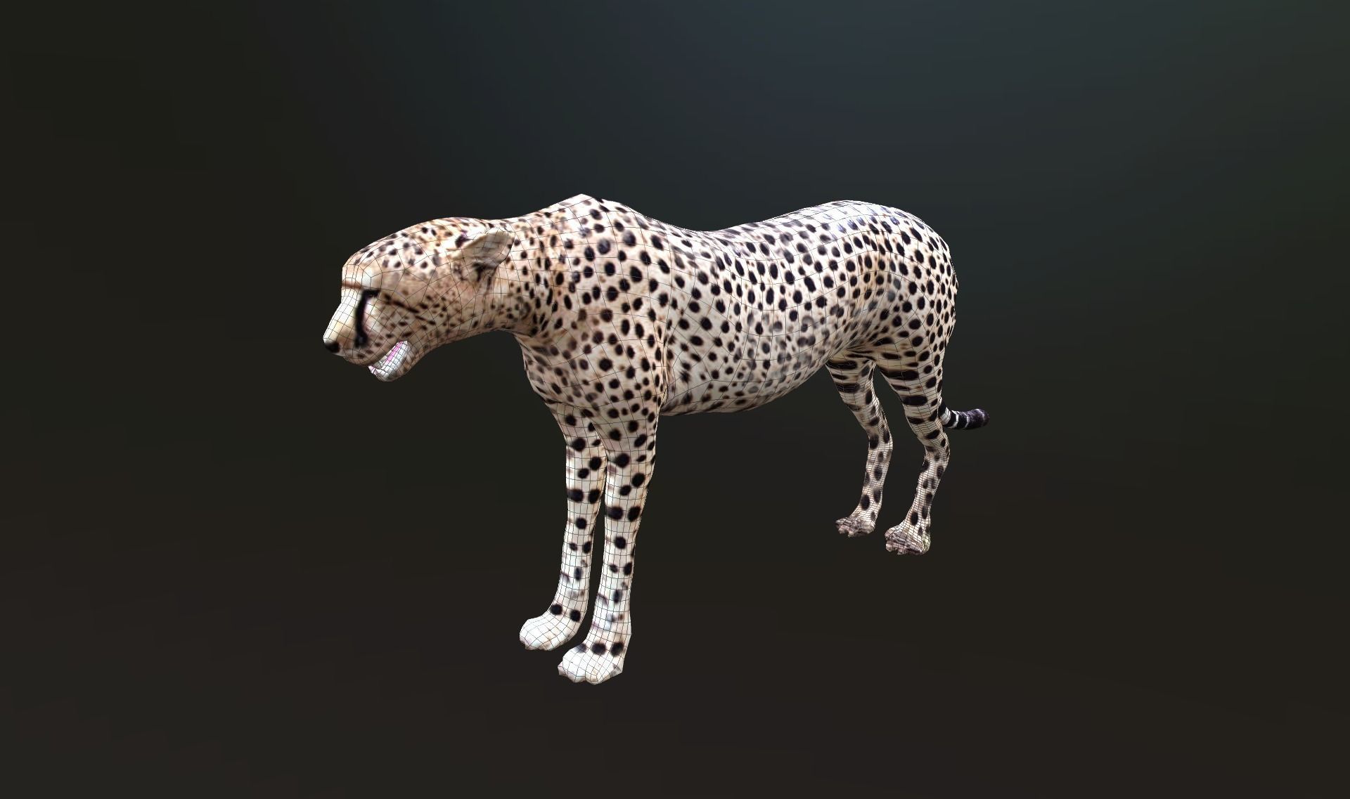 cheetah lowpoly Low-poly 3D model_12