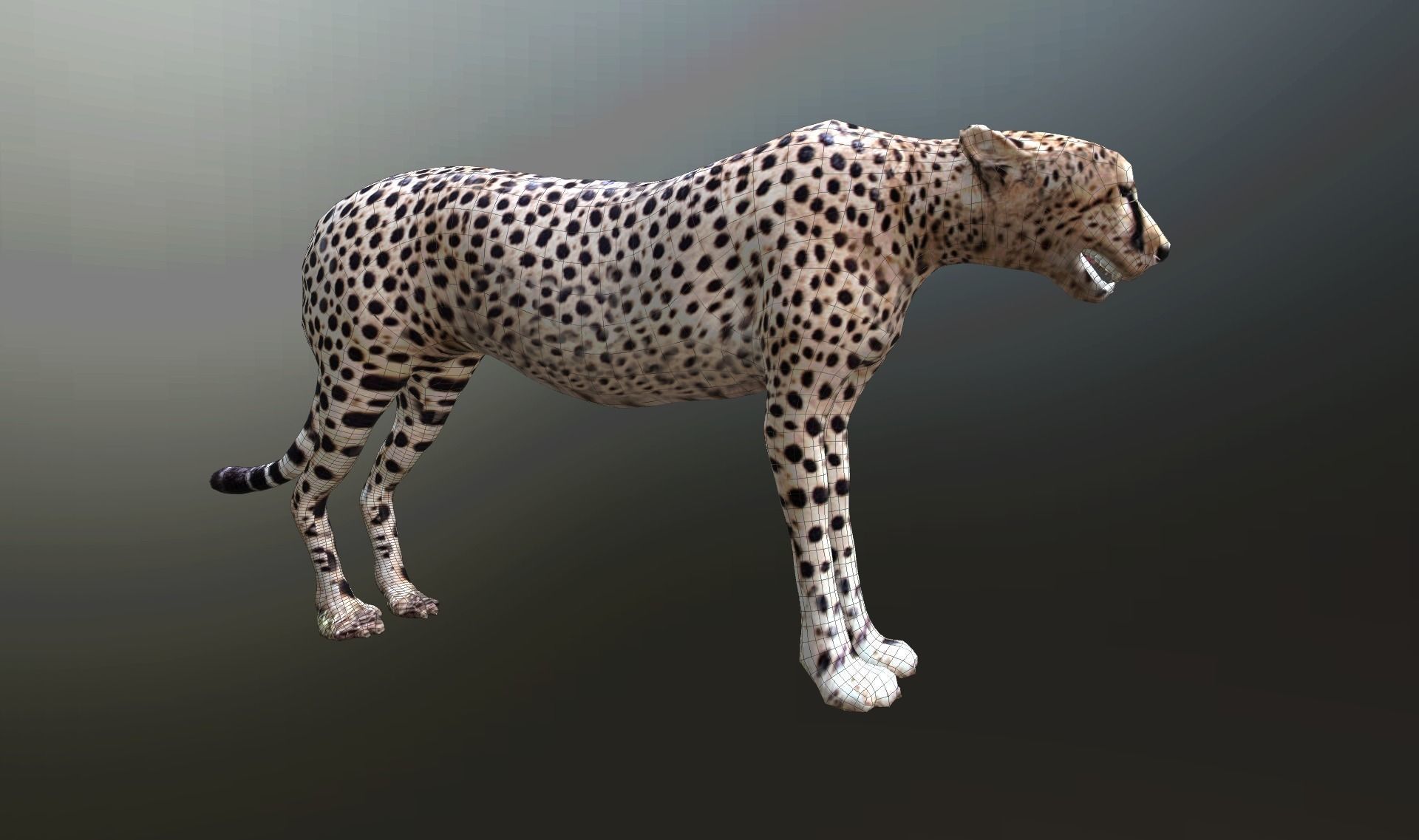 cheetah lowpoly Low-poly 3D model_14