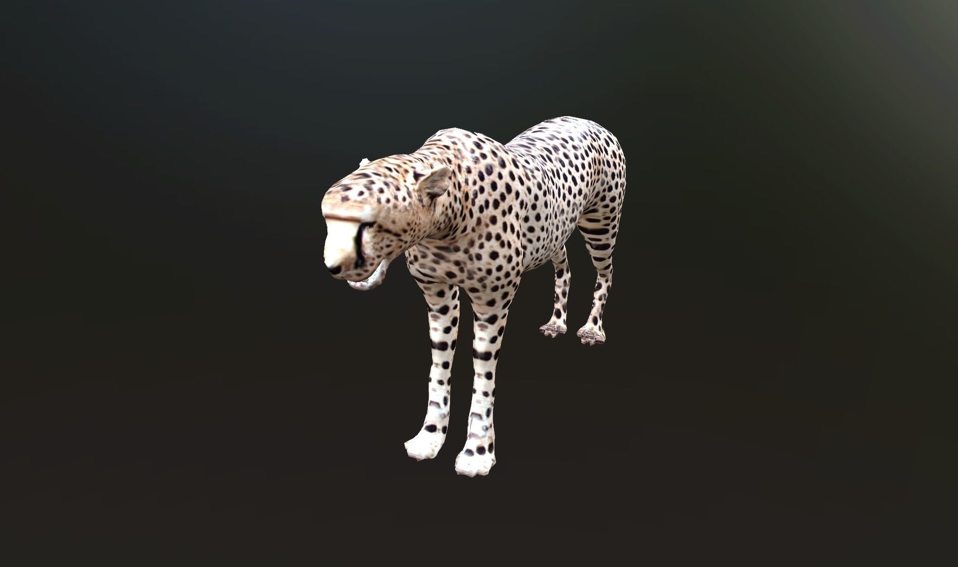 cheetah lowpoly Low-poly 3D model_7