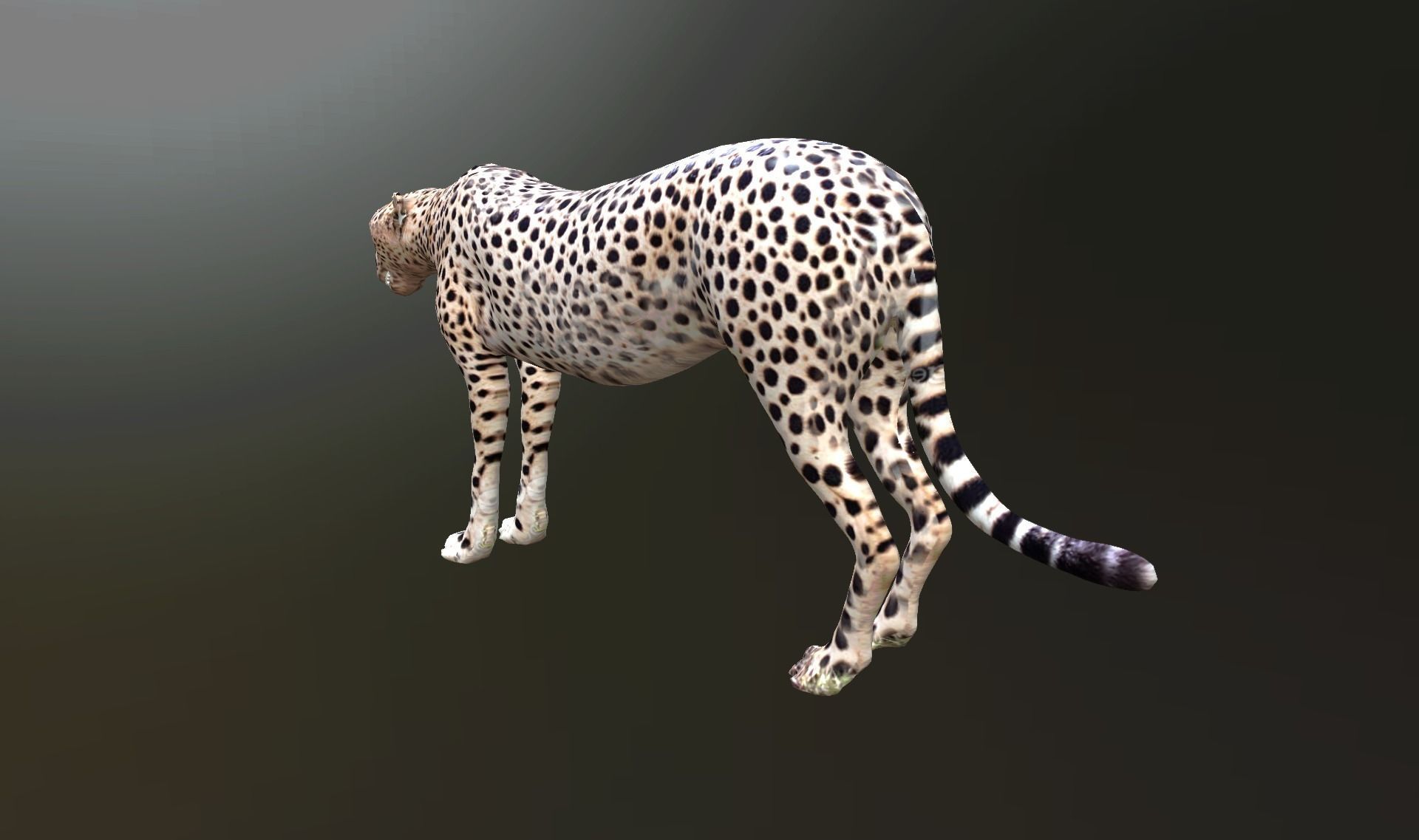 cheetah lowpoly Low-poly 3D model_4