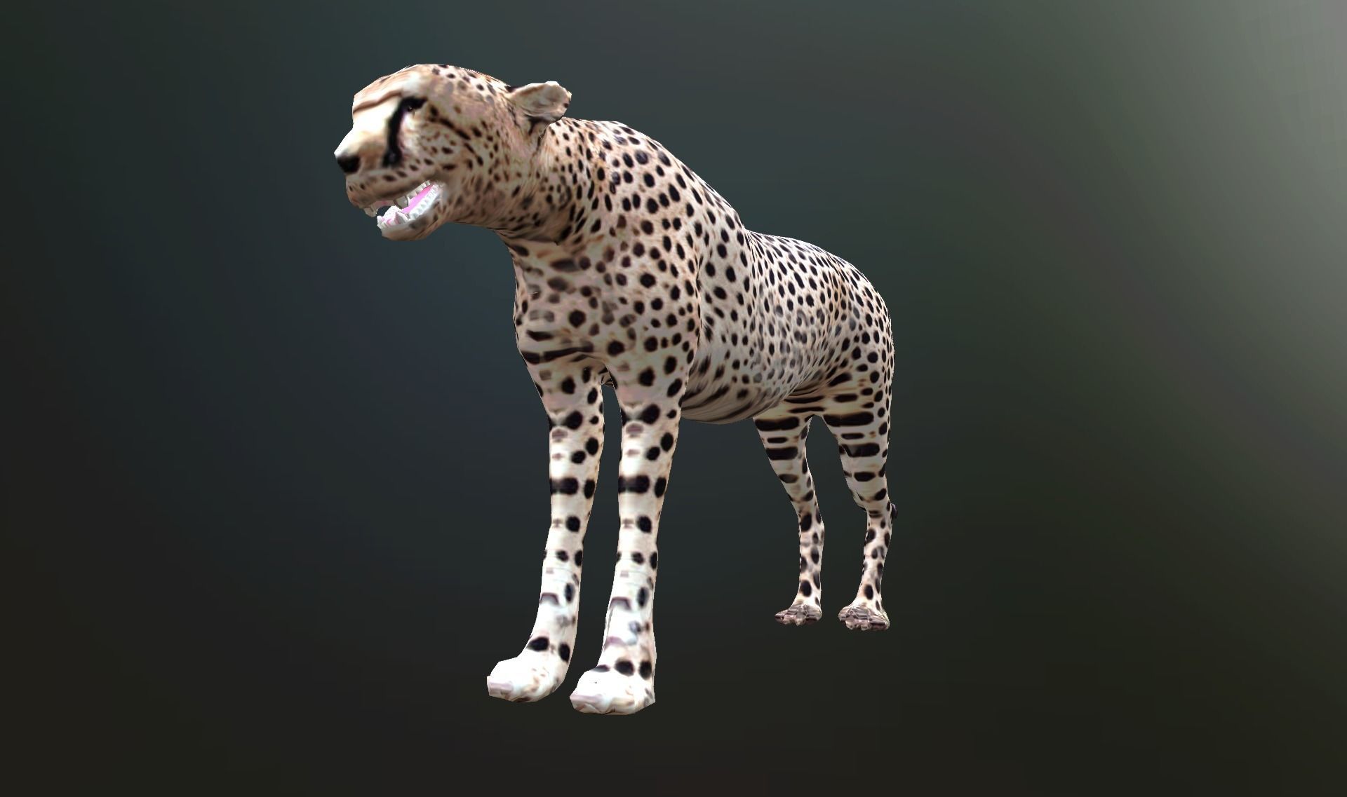 cheetah lowpoly Low-poly 3D model_10