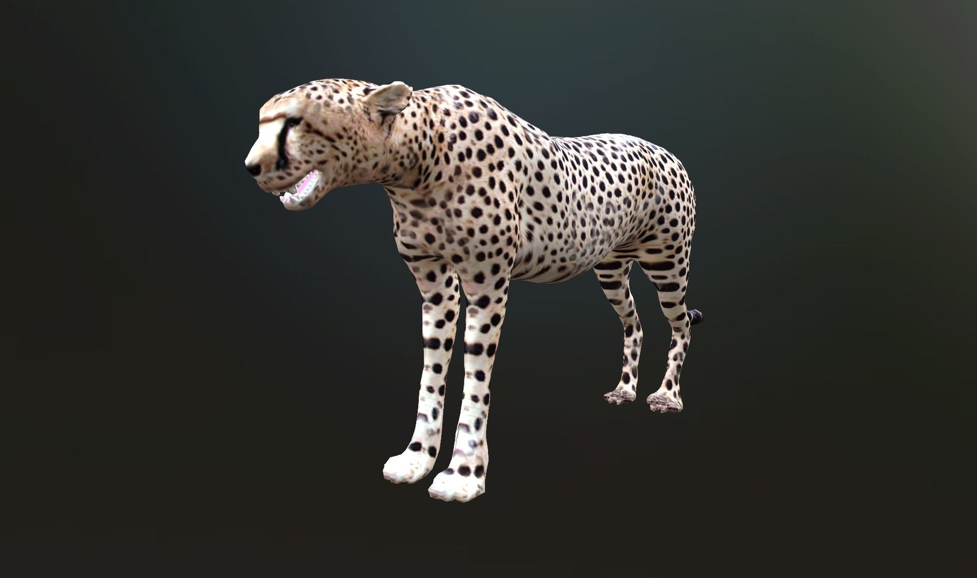 cheetah lowpoly Low-poly 3D model_6