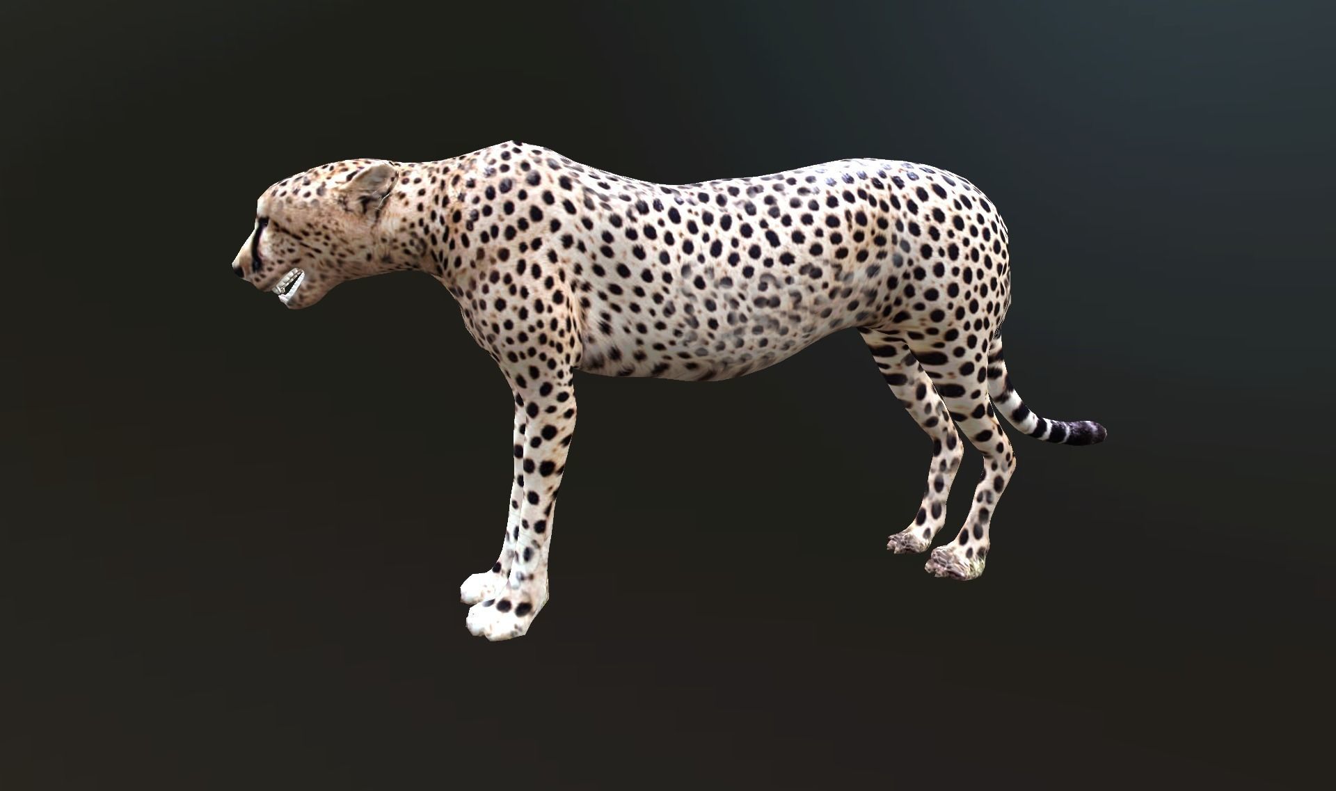 cheetah lowpoly Low-poly 3D model_5