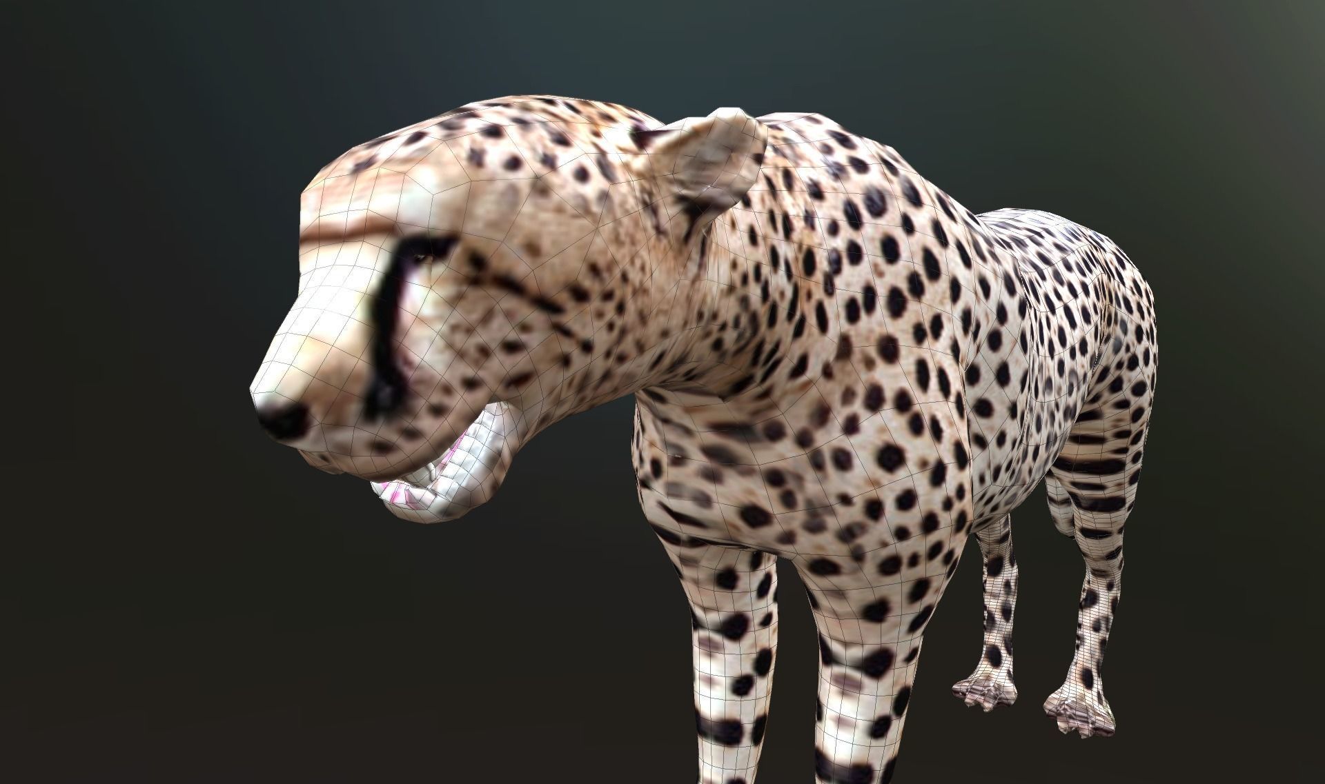 cheetah lowpoly Low-poly 3D model_16