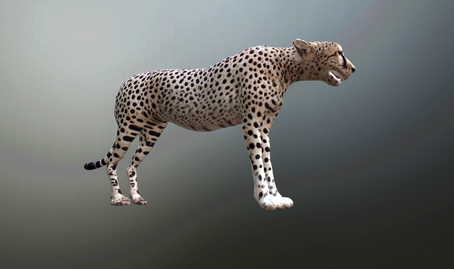 cheetah lowpoly Low-poly 3D model_8