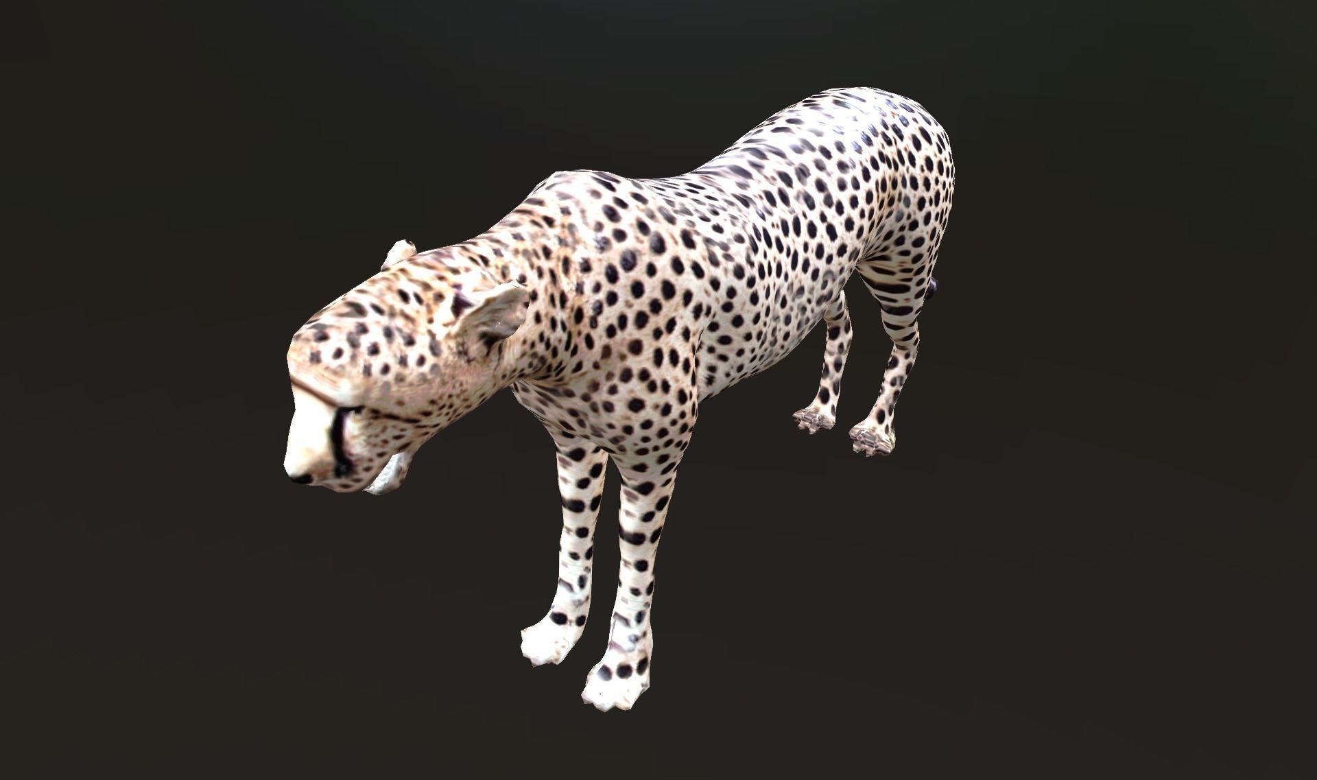 cheetah lowpoly Low-poly 3D model_19