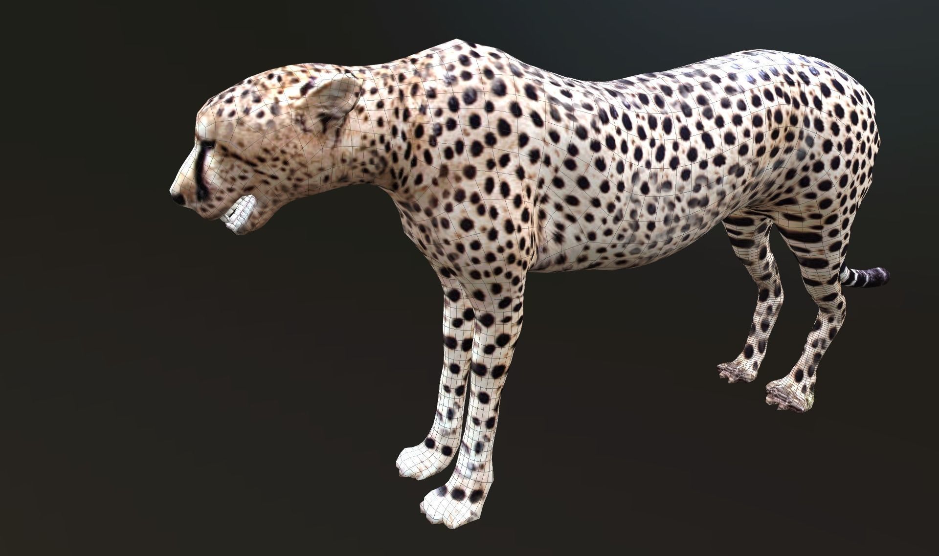 cheetah lowpoly Low-poly 3D model_15