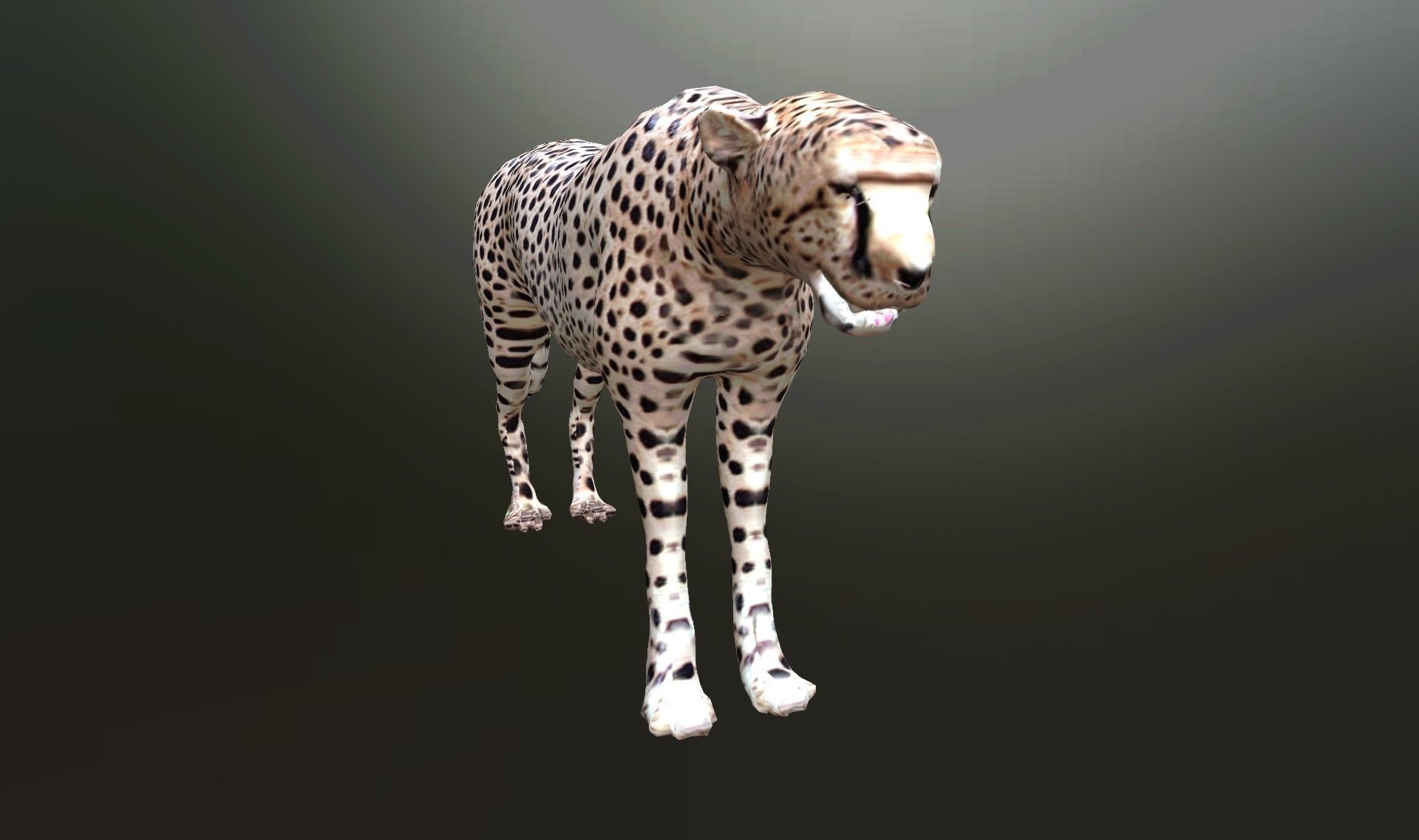 cheetah lowpoly Low-poly 3D model_2